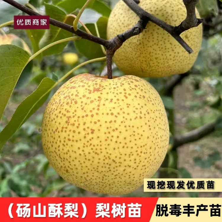 安徽砀山酥梨苗脆甜梨树果树苗晚熟香梨庭院南北方种植当年结果苗