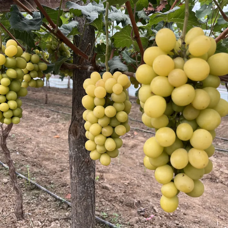 自然成熟黄金阳光玫瑰葡萄3-5.5斤香甜口味新鲜顺丰京东晴王葡萄