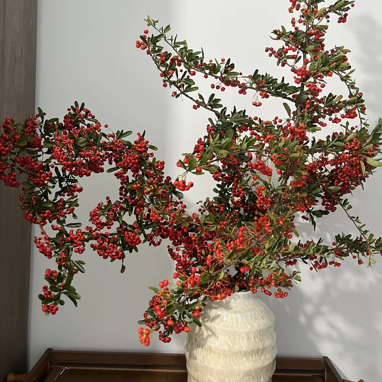 火棘果鲜切花可做干花小众花材水培植物