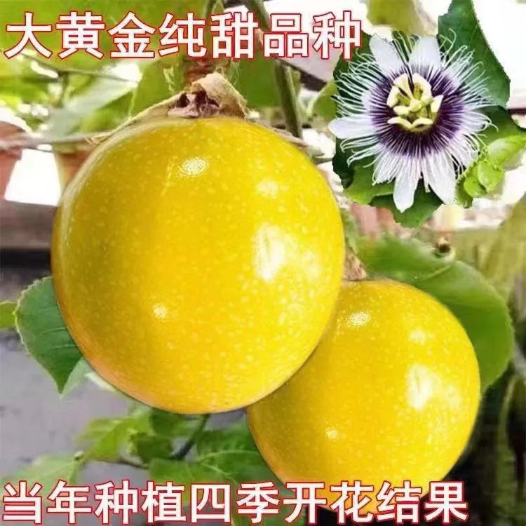 纯甜钦蜜9号金百香果树苗黄四季结果嫁接苗阳台楼顶院庭盆栽地栽