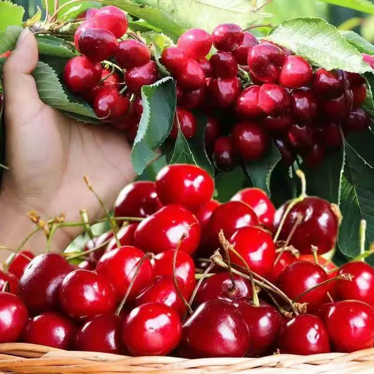 老品种大粒樱桃种子车厘子种子阳台盆栽庭院绿植家庭园艺树种子