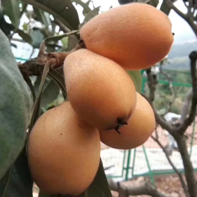 枇杷苗大果品种带土带叶发货可盆栽可地栽阳台楼顶庭院种植果树