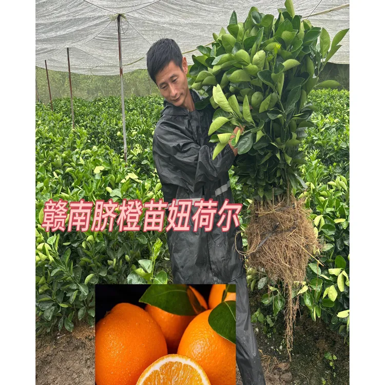 赣南纽荷尔脐橙一年祼根苗