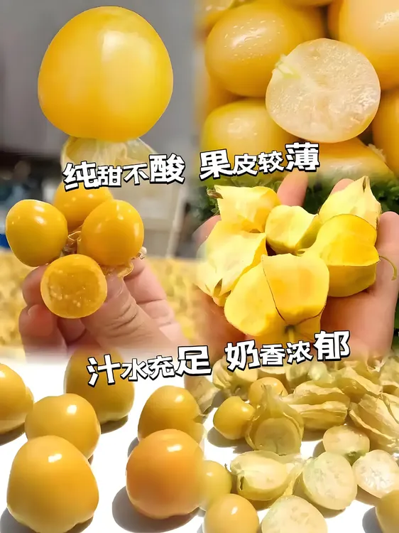 【欣然】东北产地直发新鲜当季姑娘果黄灯笼果整箱包邮