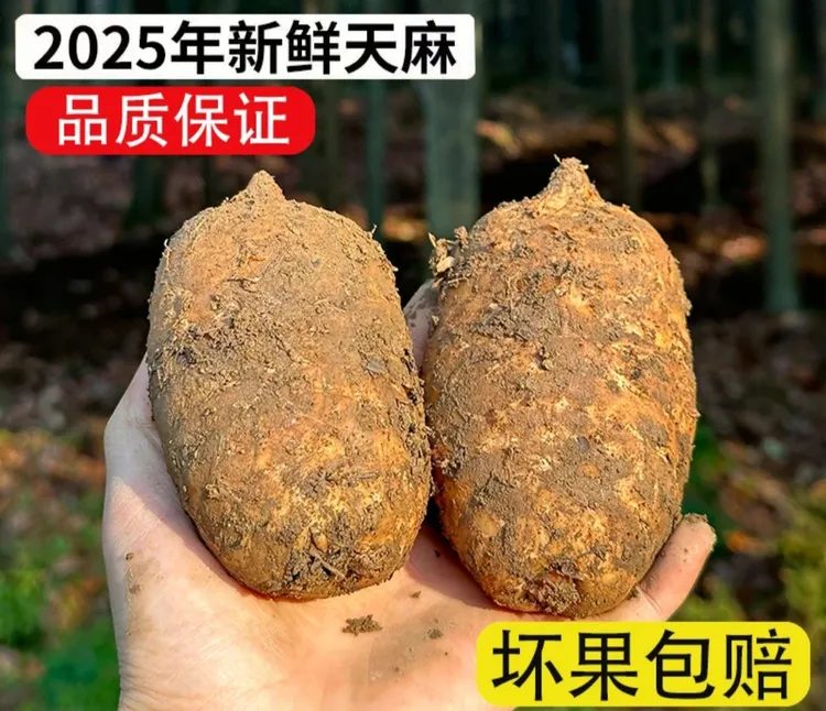 天麻云南昭通小草坝麻农天麻新鲜天麻新鲜采挖新过节送礼天麻