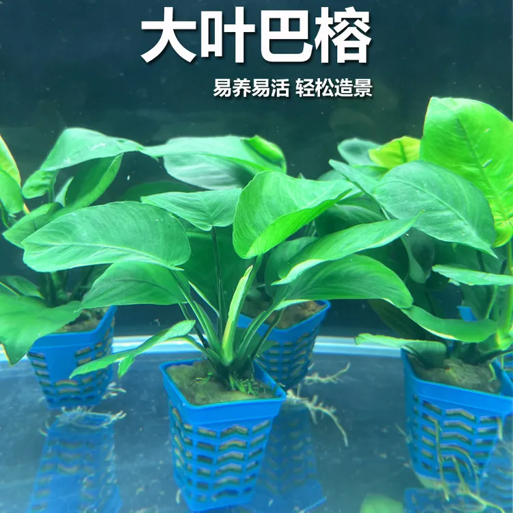 大叶巴榕鱼缸造景水草植物真草阴性新手懒人增氧净化水质好养水培