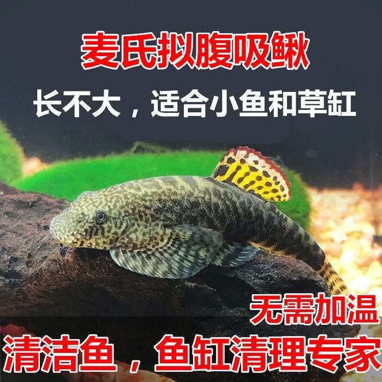 清洁鱼除藻鱼工具鱼贵州爬岩鳅冷水鱼双吸盘琵琶鳅小提琴鱼清洁工