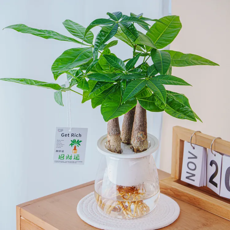 水培发财树三颗室内植物好养桌面盆栽绿植小盆栽植物