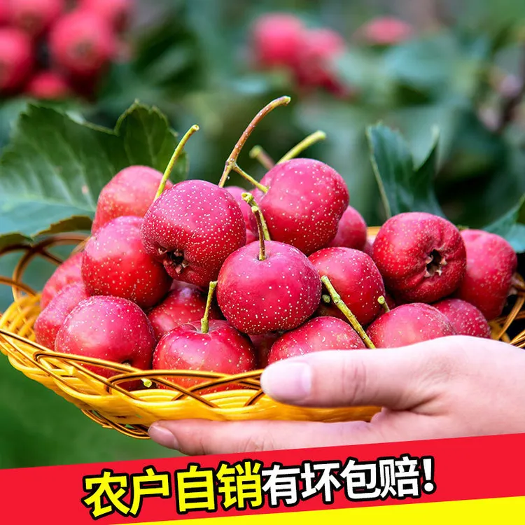 新鲜山楂果酸甜水果山里红果甜红子八月红大金星山楂冰糖葫芦原料