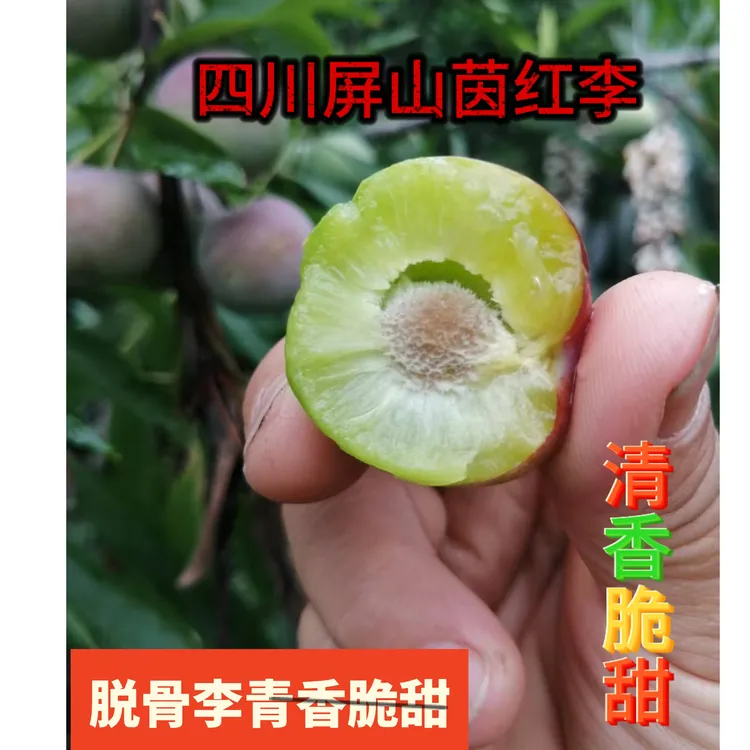 四川新鲜应季脱骨半边红茵红李脆甜多汁爽口肉厚爽脆