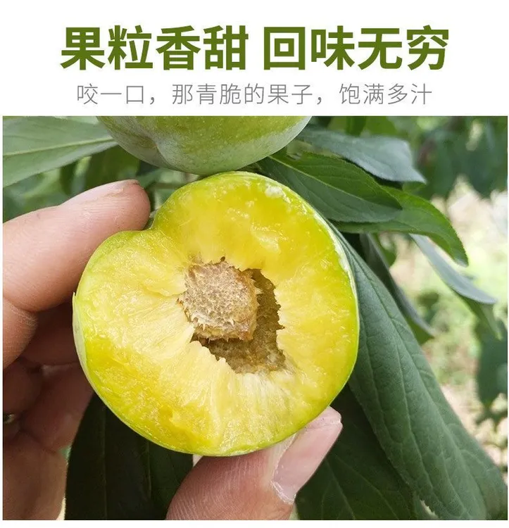顺丰包邮正宗重庆李子晚熟甜脆脱骨李鲜果李子新鲜水果现摘甜脆李