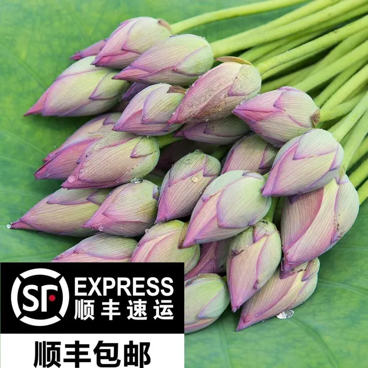 【顺丰包邮】现摘现发带杆新鲜荷花莲花花苞水培观赏新鲜荷花
