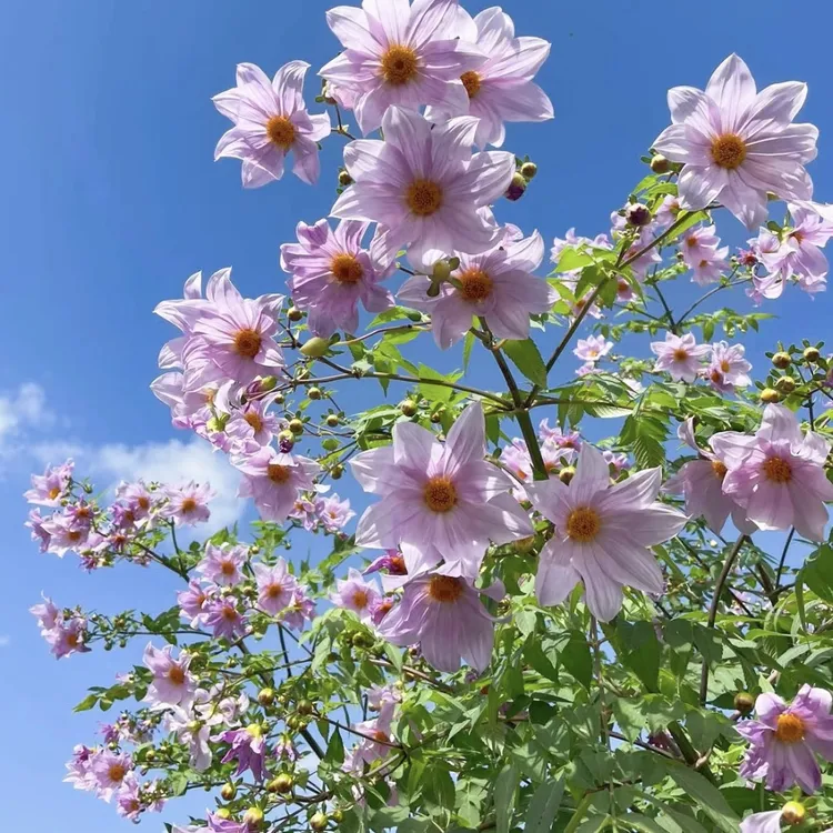 树大丽多年生宿根植物花量大阳台花园庭院种植耐热盆栽皮实好养活