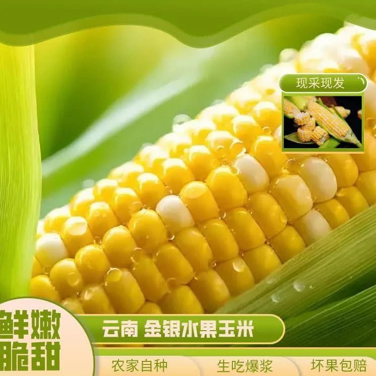 云南黄金玉米.黄金云南新鲜可生吃香甜水果玉米现砍当季黄金单色