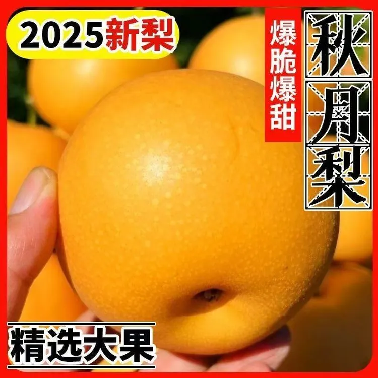 正宗山东莱阳秋月梨头茬水果皮薄多汁香甜脆爽特大冰糖梨产地直发