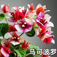 新品【马可波罗】三角梅四季开花可爬藤发货不带花
