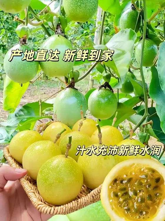 【香甜多汁】钦蜜9号黄金百香果新鲜水果当季产地直发
