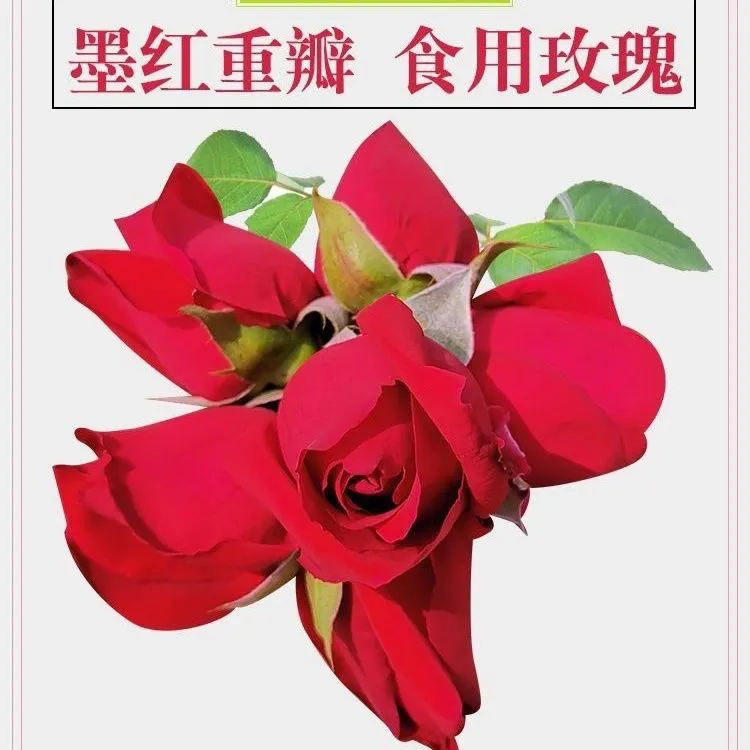 【顺丰冷链】云南新鲜墨红玫瑰花做酒醋酵素酱花茶的优选食材