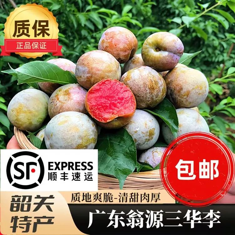 （顺丰快递）翁源正宗三华李新鲜现摘脆甜爽口当季水果孕妇适用