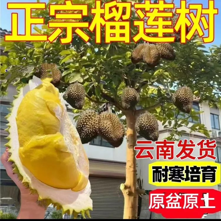 猫山王金枕头榴莲苗耐寒耐热新品种矮化南北方均可种植榴莲树苗