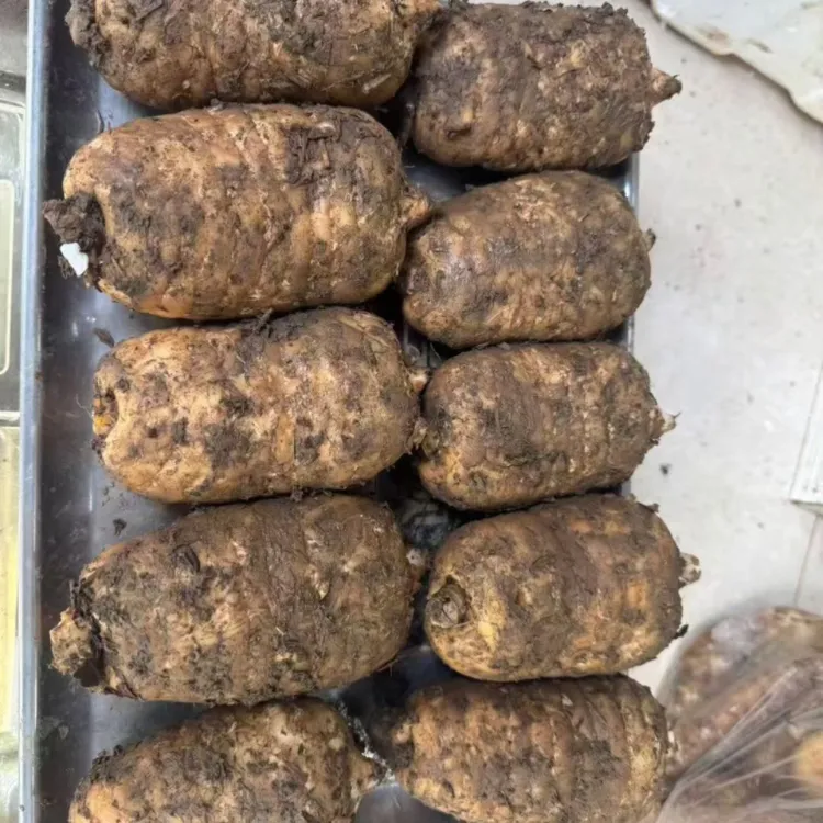 云南小草坝新鲜天麻野生种植可煲汤炖肉泡酒