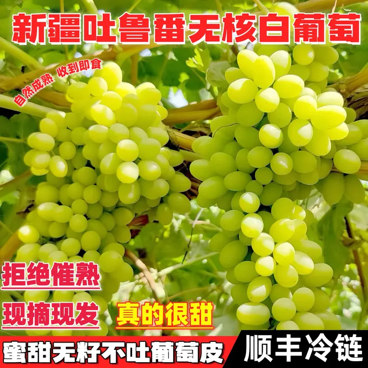 新疆无核白葡萄无籽青提水晶葡萄马奶提顺丰发货