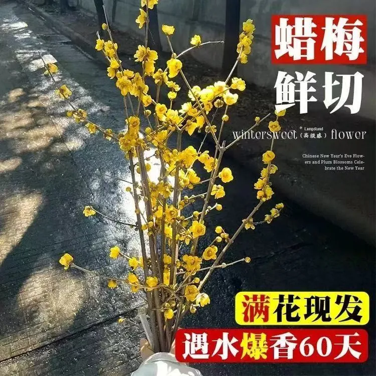 干枝腊梅水培鲜切花耐寒好养遇水开花浓香型花卉