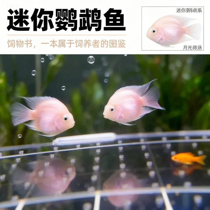 胭脂粉桃心迷你鹦鹉鱼新手养鱼耐活好养热带鱼繁殖爆缸自己带娃