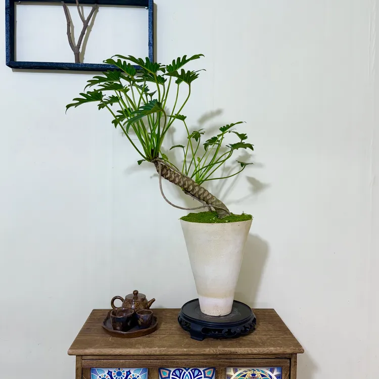 斜飘老桩龙鳞小天使＋复古宽口陶瓷盆