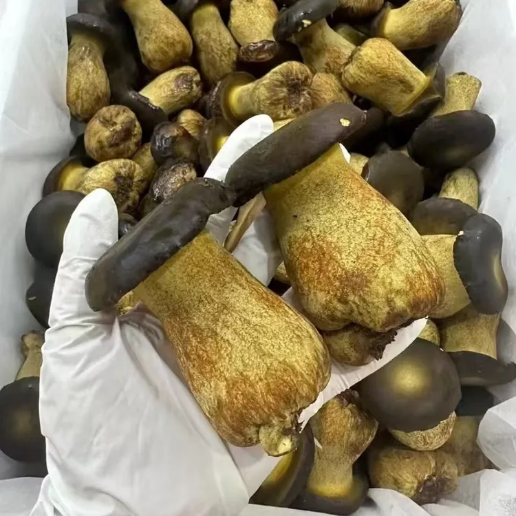 美味牛肝菌顺丰包邮冷链云南见手青当天现采火锅炒菜煲汤当季菌菇