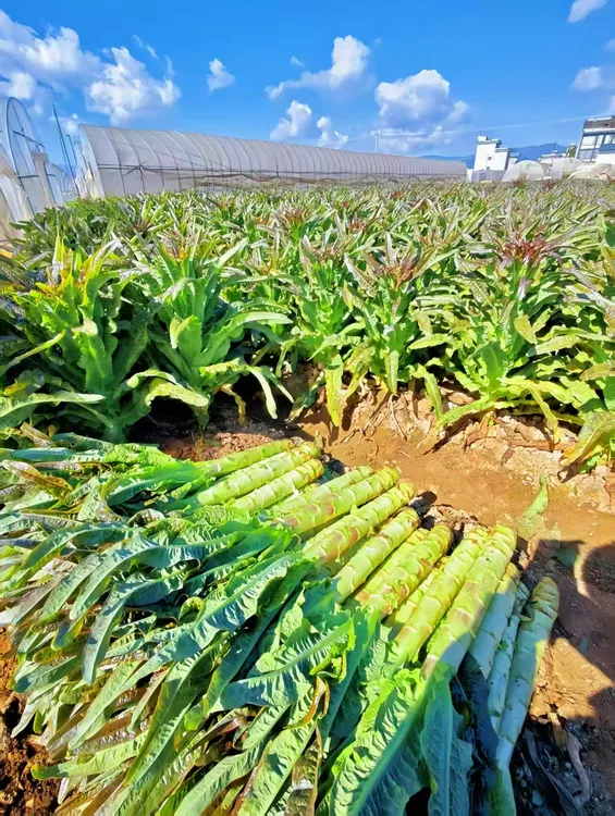 云南露天种植老品种紫叶绿肉莴笋新鲜采摘现采现发火锅搭配