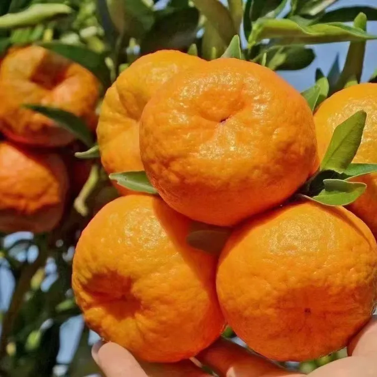 张家界椪柑整箱新鲜水果当季现摘现发带箱9斤包邮