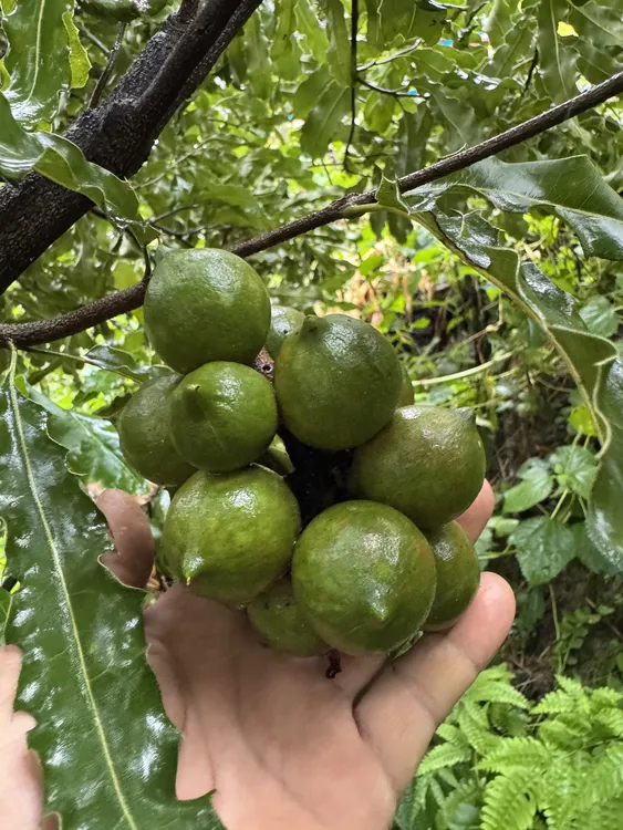 云南德宏高山新鲜（带绿壳）夏威夷果