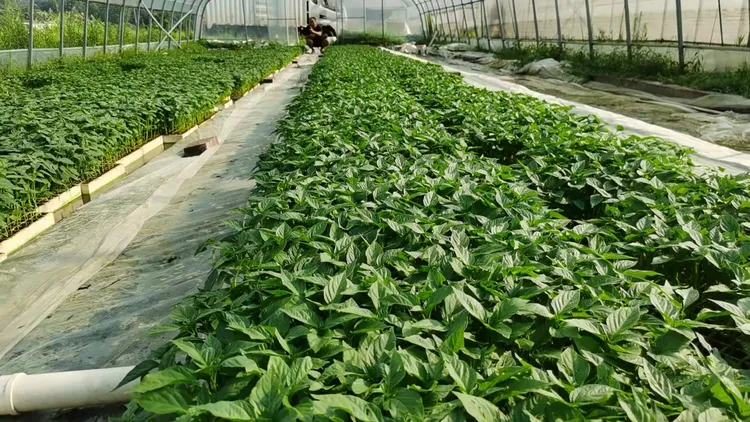 湖南本土软皮辣椒树 顺丰包邮