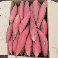 东北地瓜5斤大小混发[坏果包赔]