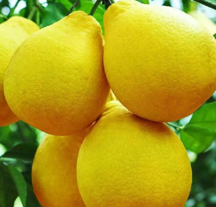 湖南石门老树沙田柚新鲜采摘清甜多汁多肉