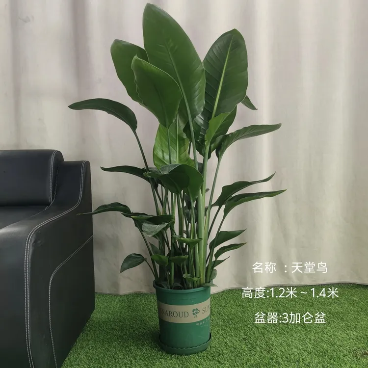 天堂鸟鹤望兰盆栽吸附甲醛净化空气美观好养