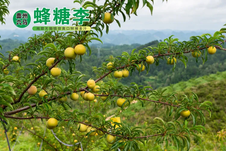 贵州镇宁六马蜂糖李蜂糖李贵州