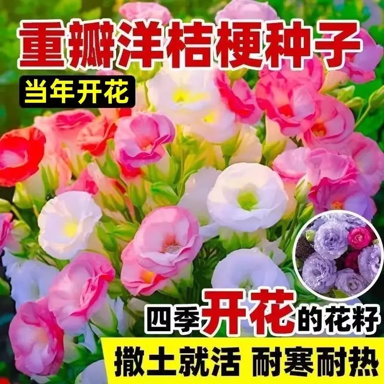 【新疆包邮500粒】重瓣洋桔梗花种子室内室外观花卉植物花籽