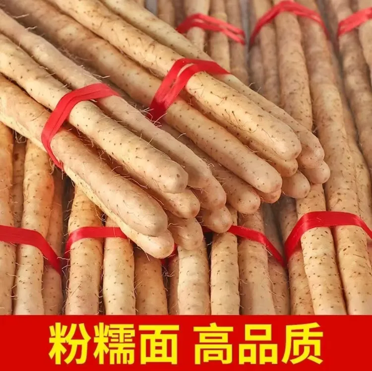 正宗小白嘴山药50-70公分4.5-5斤软糯香甜产地直发新鲜带土7-11根
