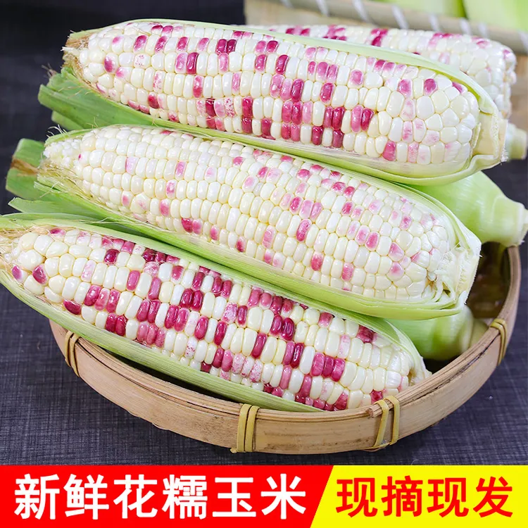 新鲜花糯玉米5斤装现摘现发农家玉米甜糯玉米苞米包谷粘玉米