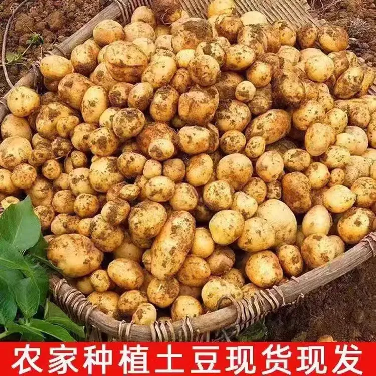 2025年新贵州威宁雪山新鲜洋芋农家自种小土豆非恩施小土豆硬币大