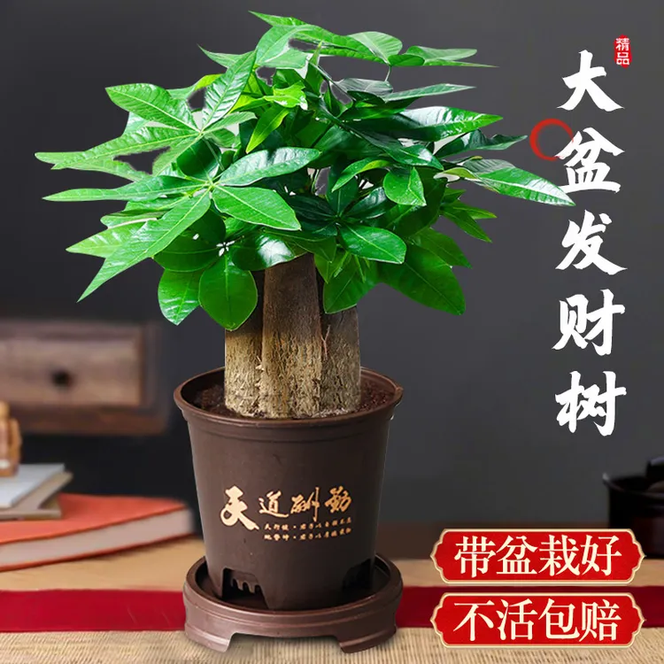 发财树盆栽室内植物大棵发财树发财树招财盆景植物室内客厅绿植