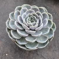 2王小二蓝色惊喜全店多肉任意拍满2单发货 拍满5单送一包吡虫啉