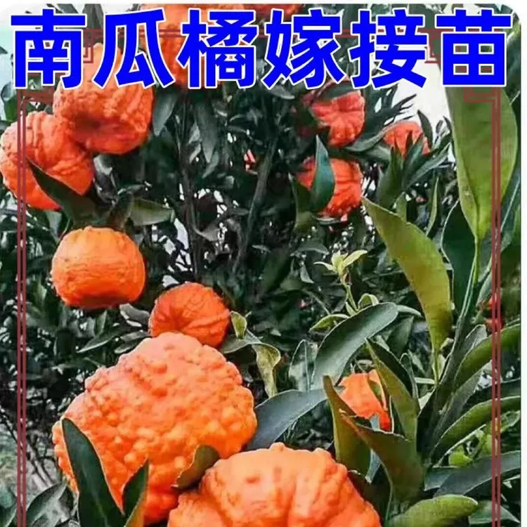 四川南瓜柑橘苗南瓜橘树苗庭院种植柑桔苗无籽南瓜砂糖橘树苗
