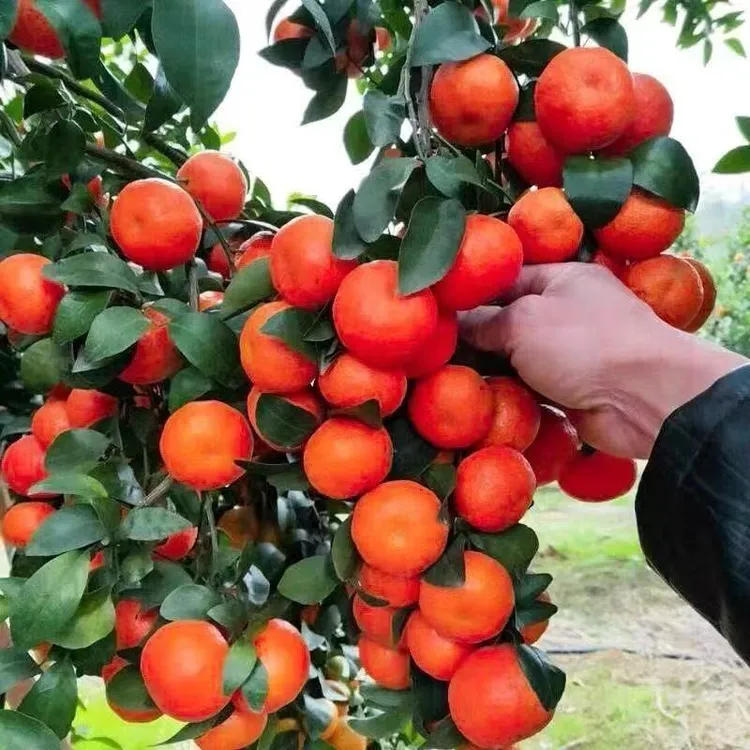 正宗嫁接无籽砂糖橘苗盆栽地栽无核沙糖桔南方北方果树苗当年结果