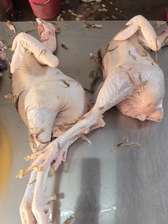 河源农家散养走地鸡饲养时间久肉质鲜美