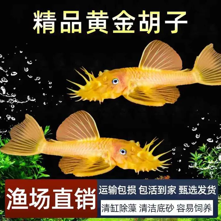 黄金大胡子异型清道夫蓝眼胡子草缸精品小型除藻工具热带鱼观赏鱼