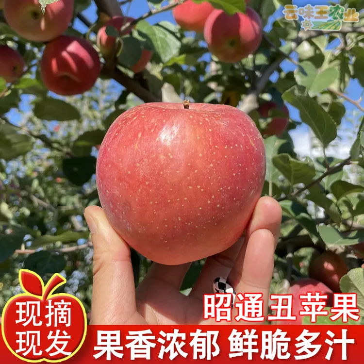 云南昭通丑苹果2001苹果鲜脆多汁可口九分甜一分酸新鲜现摘水果