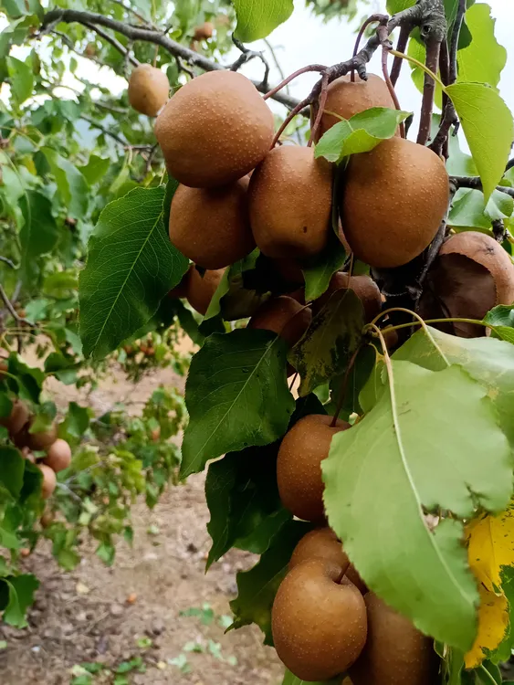 山东临沂正宗车头抖音梨贡梨新鲜应季特色本地梨香甜多汁